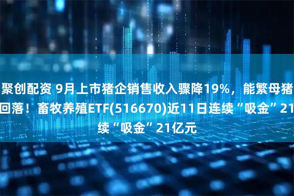 聚创配资 9月上市猪企销售收入骤降19%，能繁母猪存栏回落！畜牧养殖ETF(516670)近11日连续“吸金”21亿元